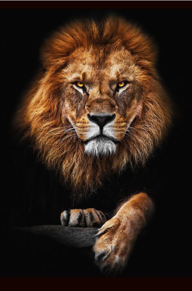 African Lion Wall Art Print (70x100cm) - Fansee Australia