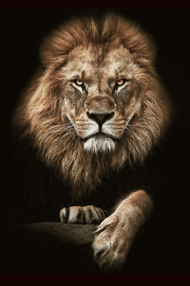 African Lion Wall Art Print (70x100cm) - Fansee Australia