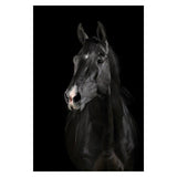 Copy of Animals Wall Art Prints - Fansee Australia