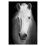 Copy of Animals Wall Art Prints - Fansee Australia