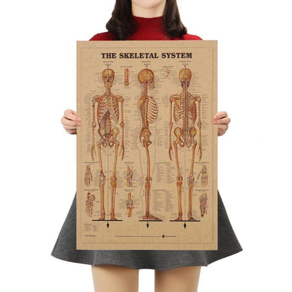 Human Skeleton Diagram Kraft Paper Wall Art Print (42x29cm) - Fansee Australia