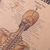 Human Skeleton Diagram Kraft Paper Wall Art Print (42x29cm) - Fansee Australia