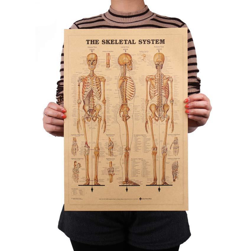 Human Skeleton Diagram Kraft Paper Wall Art Print (42x29cm) - Fansee Australia