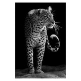 The Finest African Animal Wall Art Prints (50x70cm) - Fansee Australia