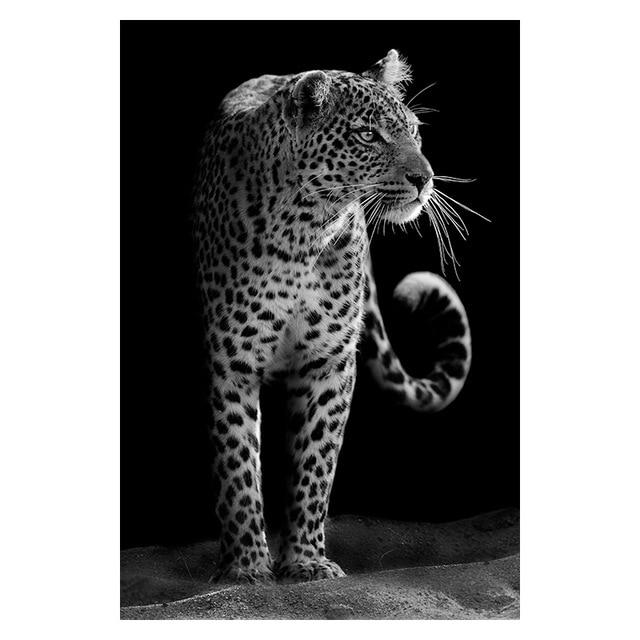 The Finest African Animal Wall Art Prints (50x70cm) - Fansee Australia